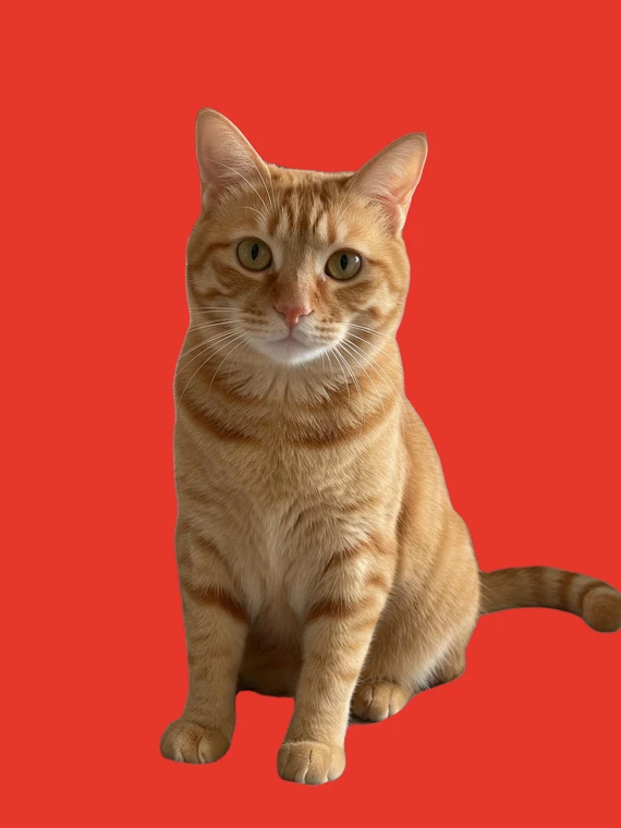 红底 PNG